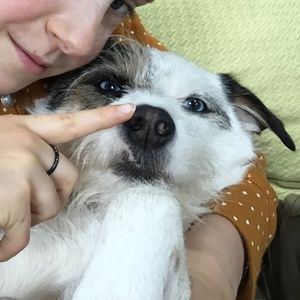 Schnauzer Friendly Home